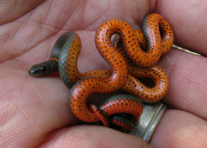 Pacific Ringneck Snake